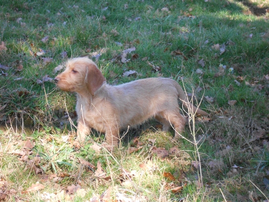 Galice De La Forêt Des Sources