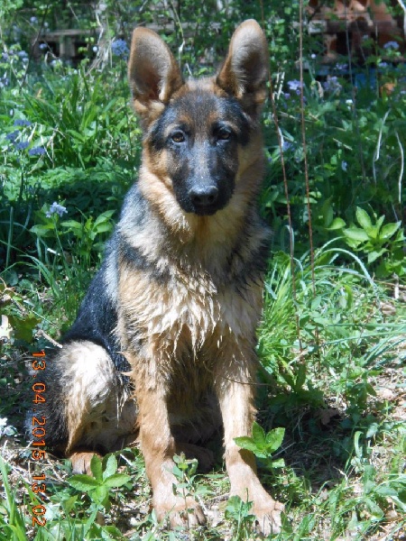 Jodie De La Forêt Des Sources