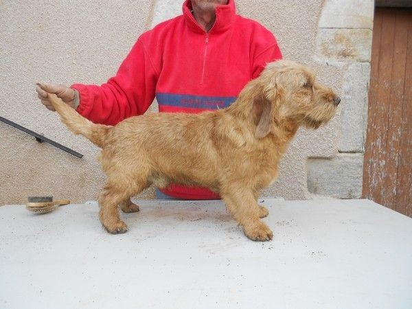 Chiot Basset fauve de Bretagne De La Forêt Des Sources