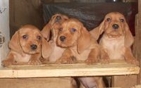 De La Forêt Des Sources - Chiots disponibles - Basset fauve de Bretagne