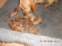 CHIOT
