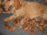 CHIOT