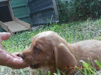 CHIOT