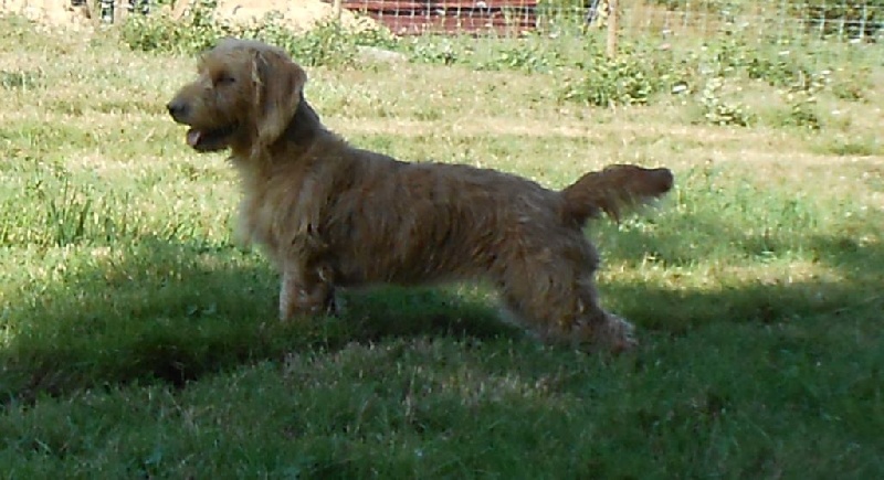 Chiot Basset fauve de Bretagne De La Forêt Des Sources